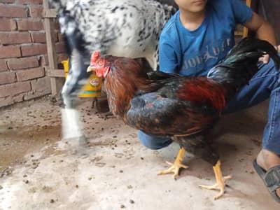 1 aseel murgha, 3 aseel murghiyan, 1 duck(batakh)