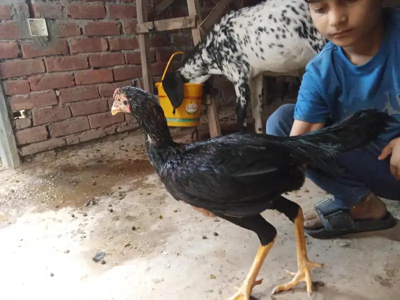 1 aseel murgha, 3 aseel murghiyan, 1 duck(batakh) — photo 2