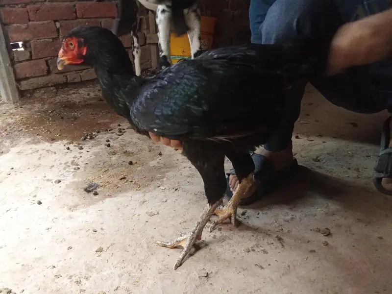 1 aseel murgha, 3 aseel murghiyan, 1 duck(batakh) — photo 3