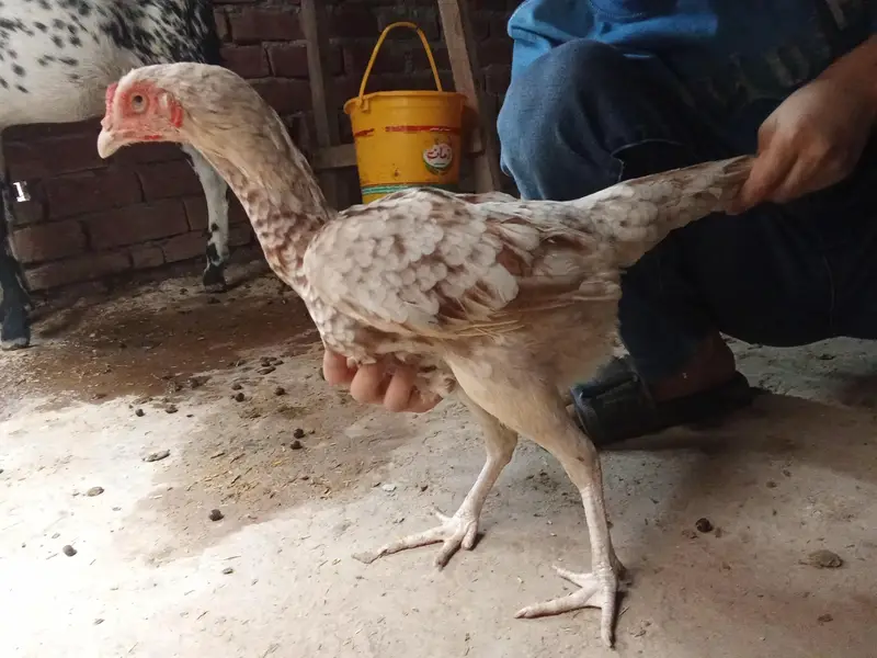 1 aseel murgha, 3 aseel murghiyan, 1 duck(batakh) — photo 4