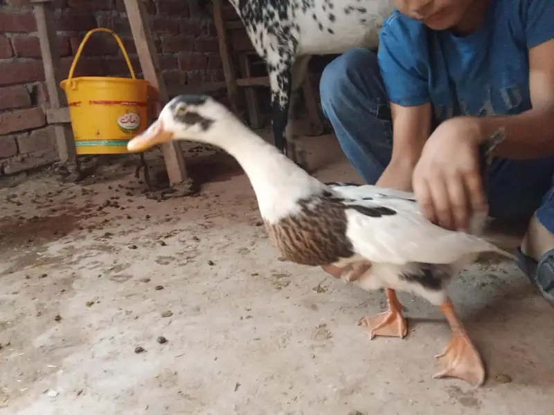 1 aseel murgha, 3 aseel murghiyan, 1 duck(batakh) — photo 5