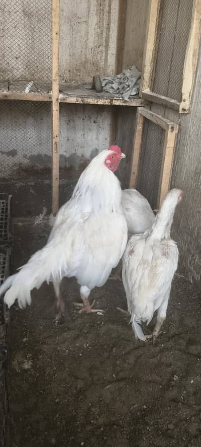 Heera breed