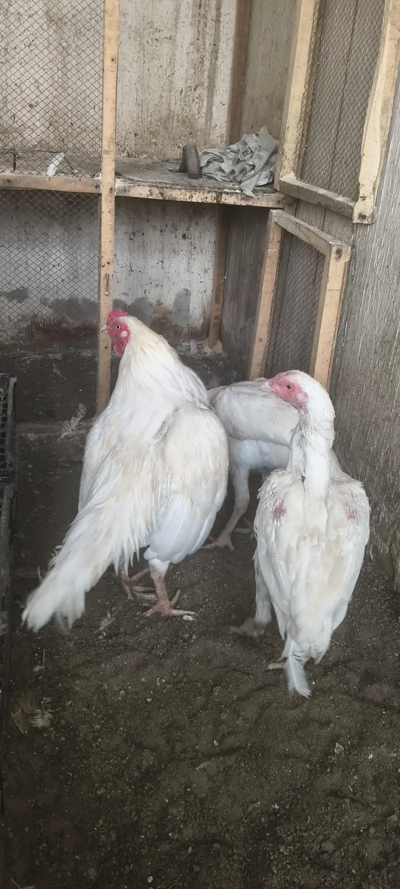 Heera breed — photo 2