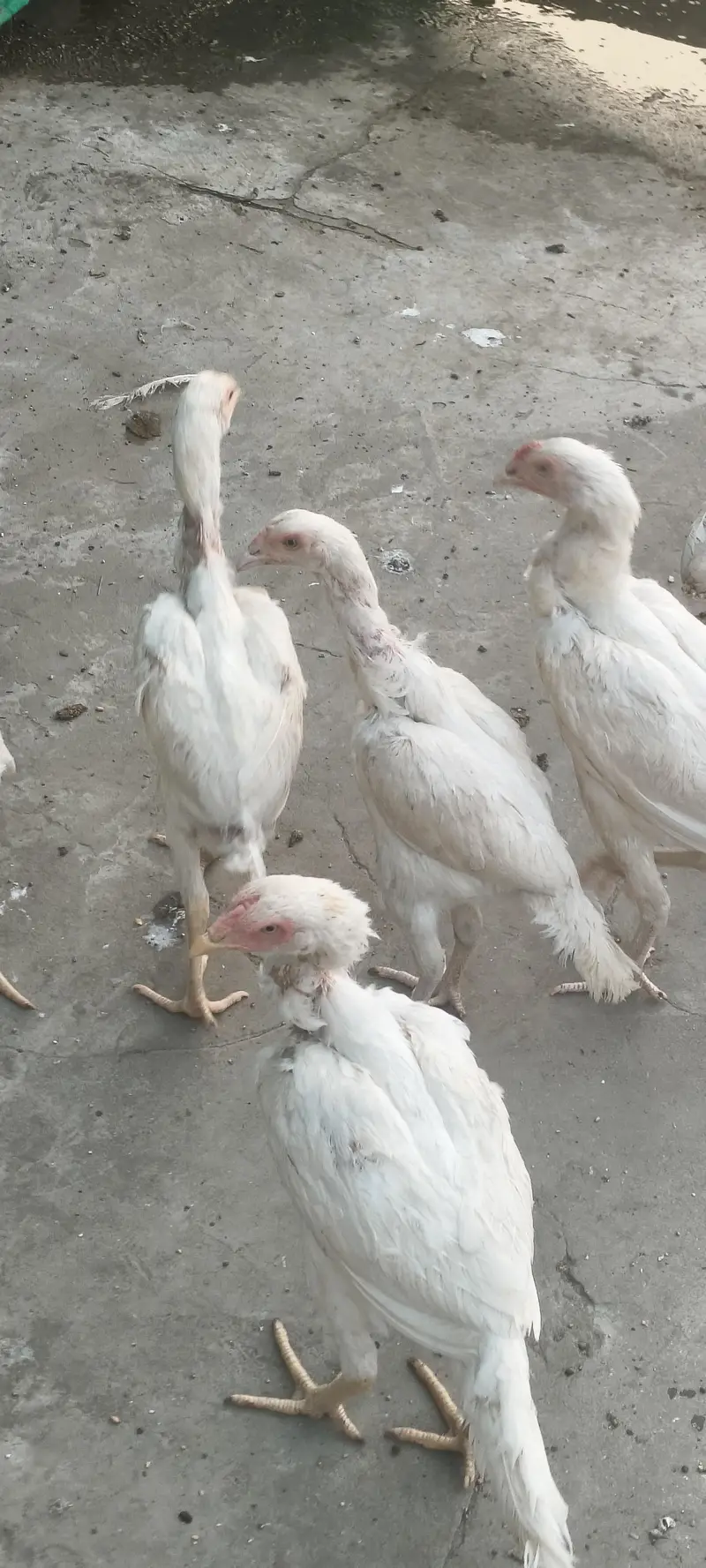 Heera breed — photo 3