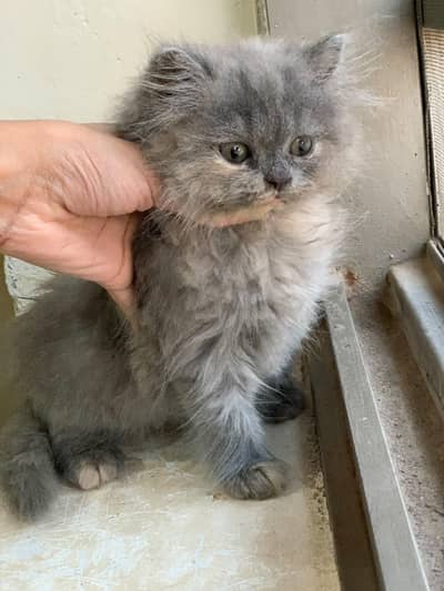 Persian cat kittens
