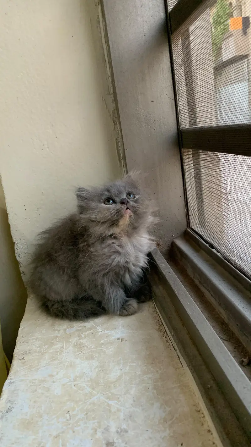 Persian cat kittens — photo 3