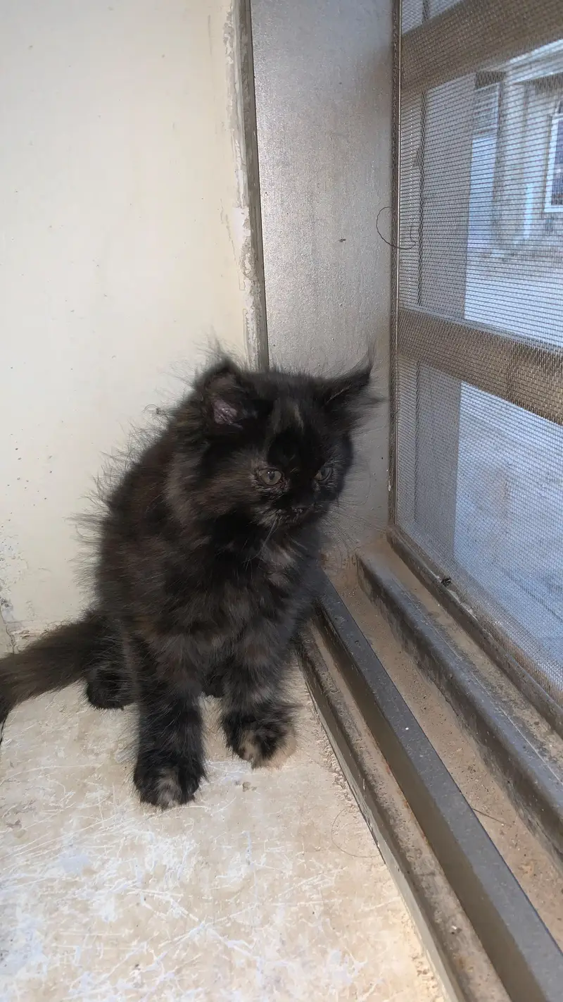 Persian cat kittens — photo 4
