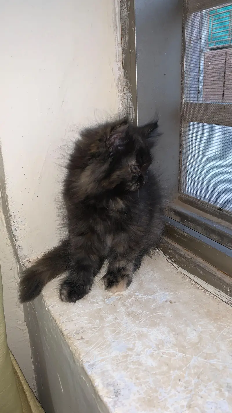 Persian cat kittens — photo 5