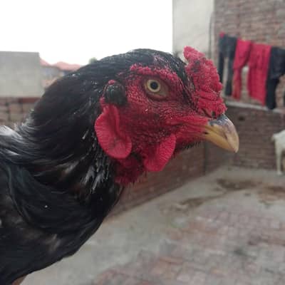 mushka breedar 3 bar jeeta huwa