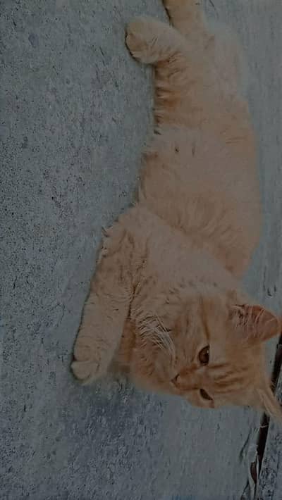 Brown Persian cat