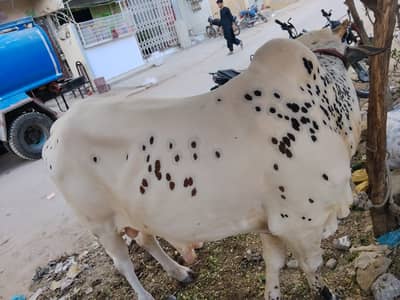 Kheera 4 mun meat weight