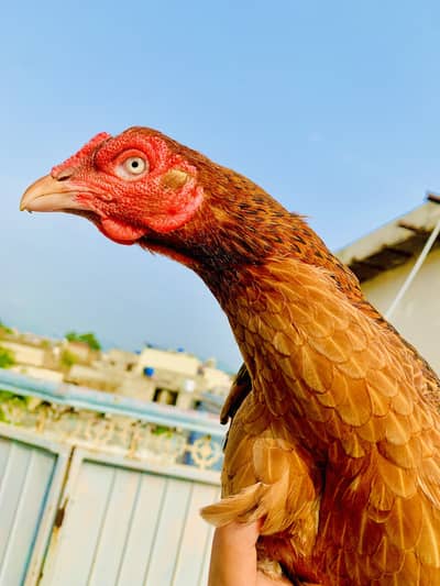 Pure Shamo  Aseel Murgi - Shaukeen Hazraat Ke Liye