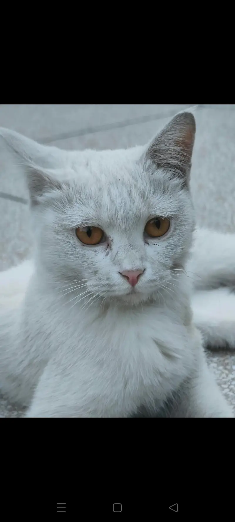 young cat needs a new home — photo 7