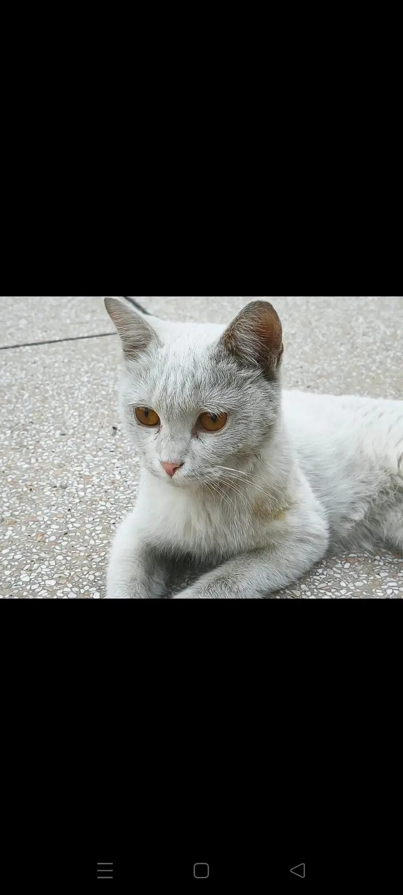 young cat needs a new home — photo 10