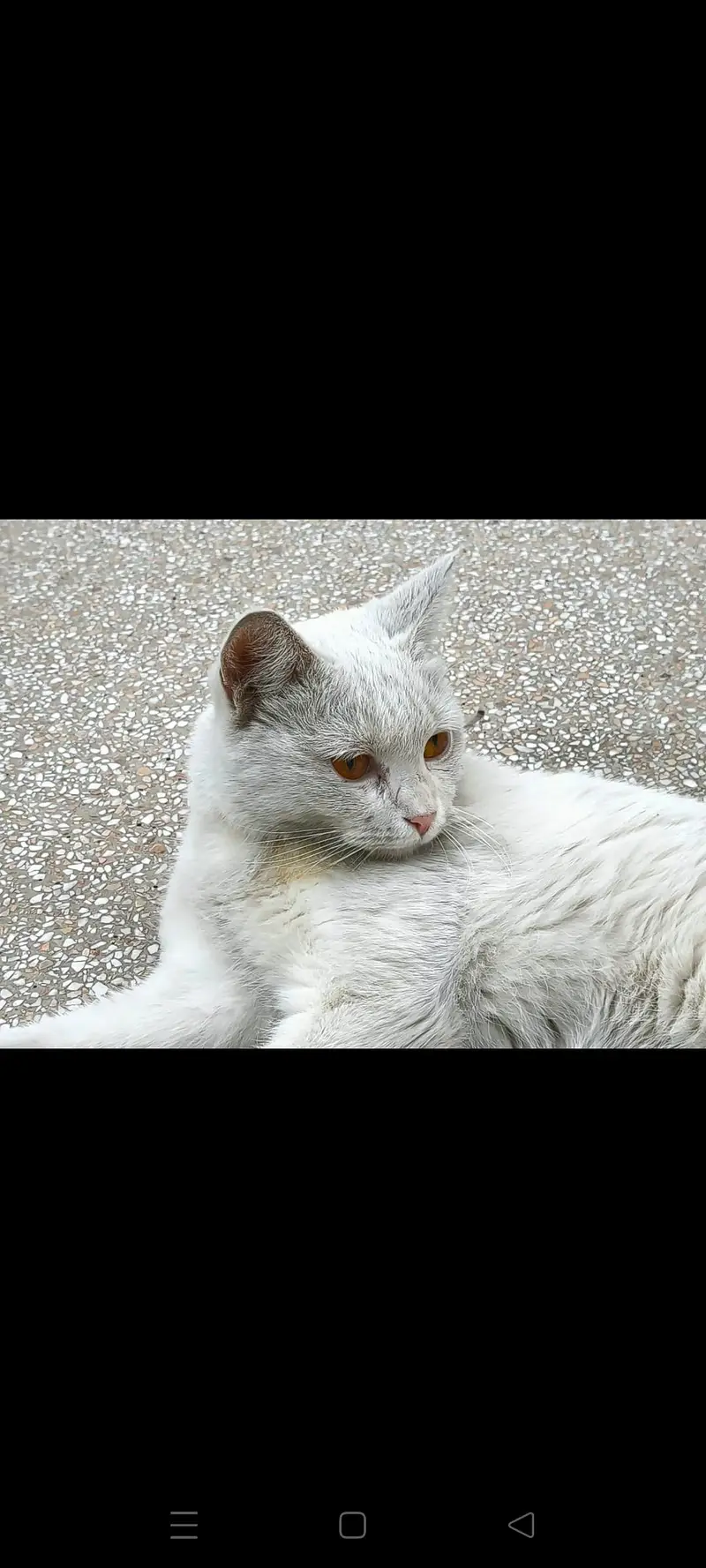 young cat needs a new home — photo 11
