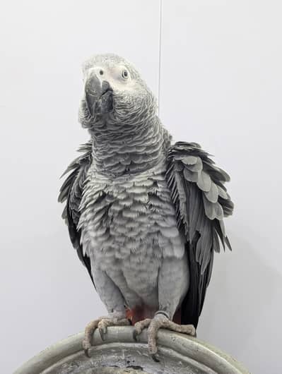 congo sized African grey parrot
