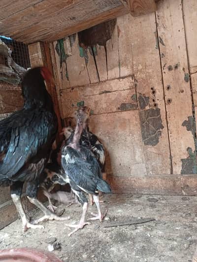 Thai Aseel chicks