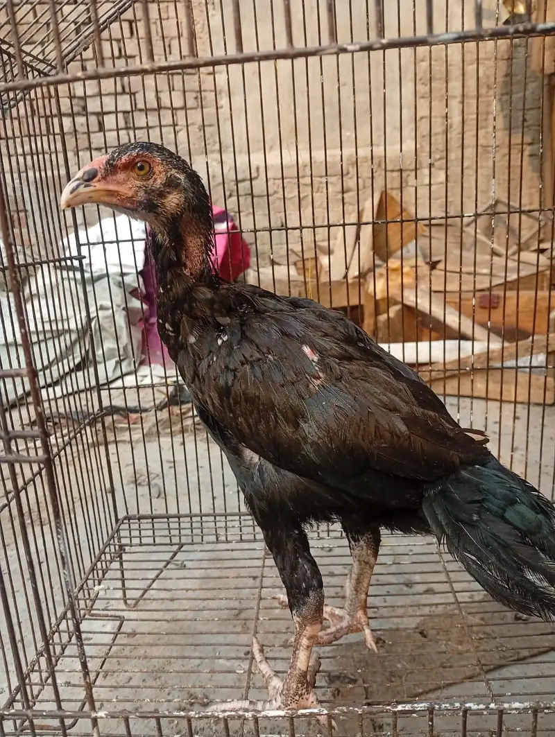 Thai Aseel chicks — photo 2