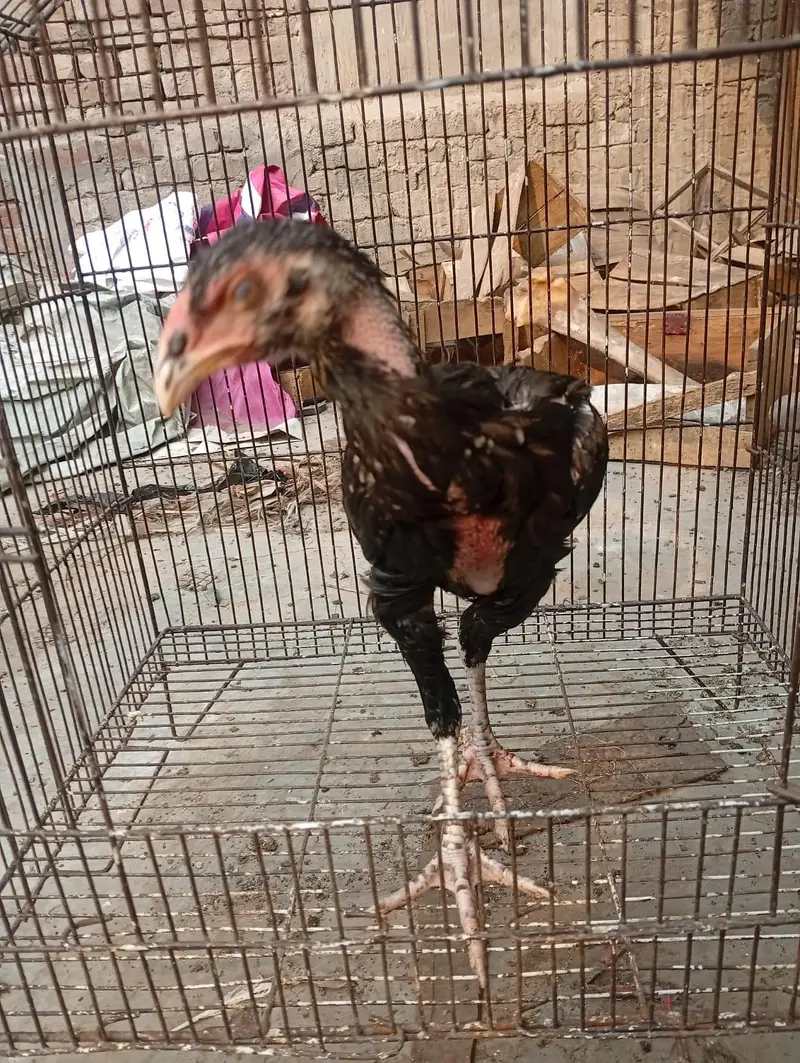 Thai Aseel chicks — photo 3