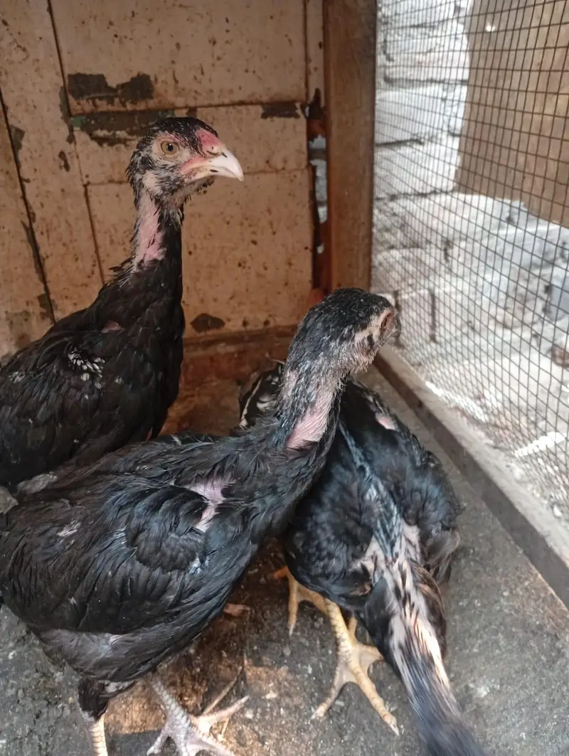 Thai Aseel chicks — photo 4