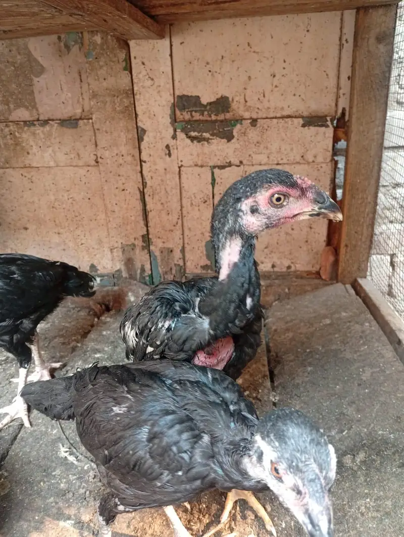 Thai Aseel chicks — photo 5