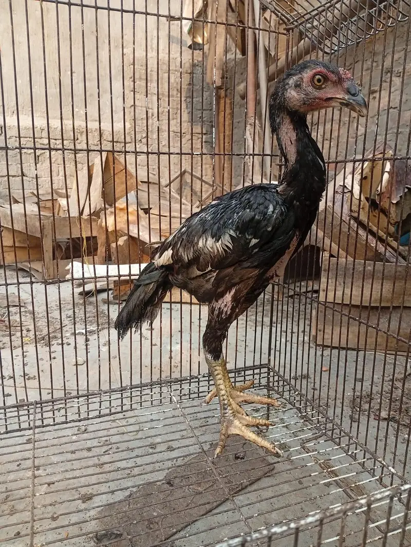 Thai Aseel chicks — photo 6