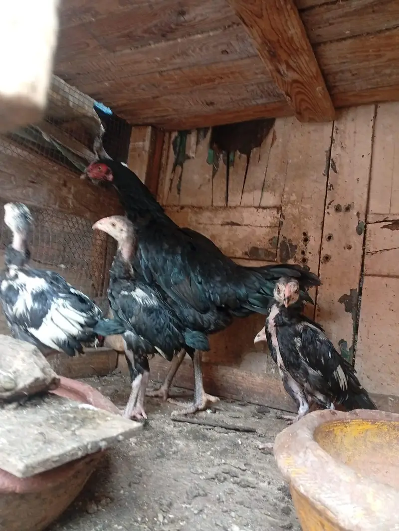 Thai Aseel chicks — photo 7