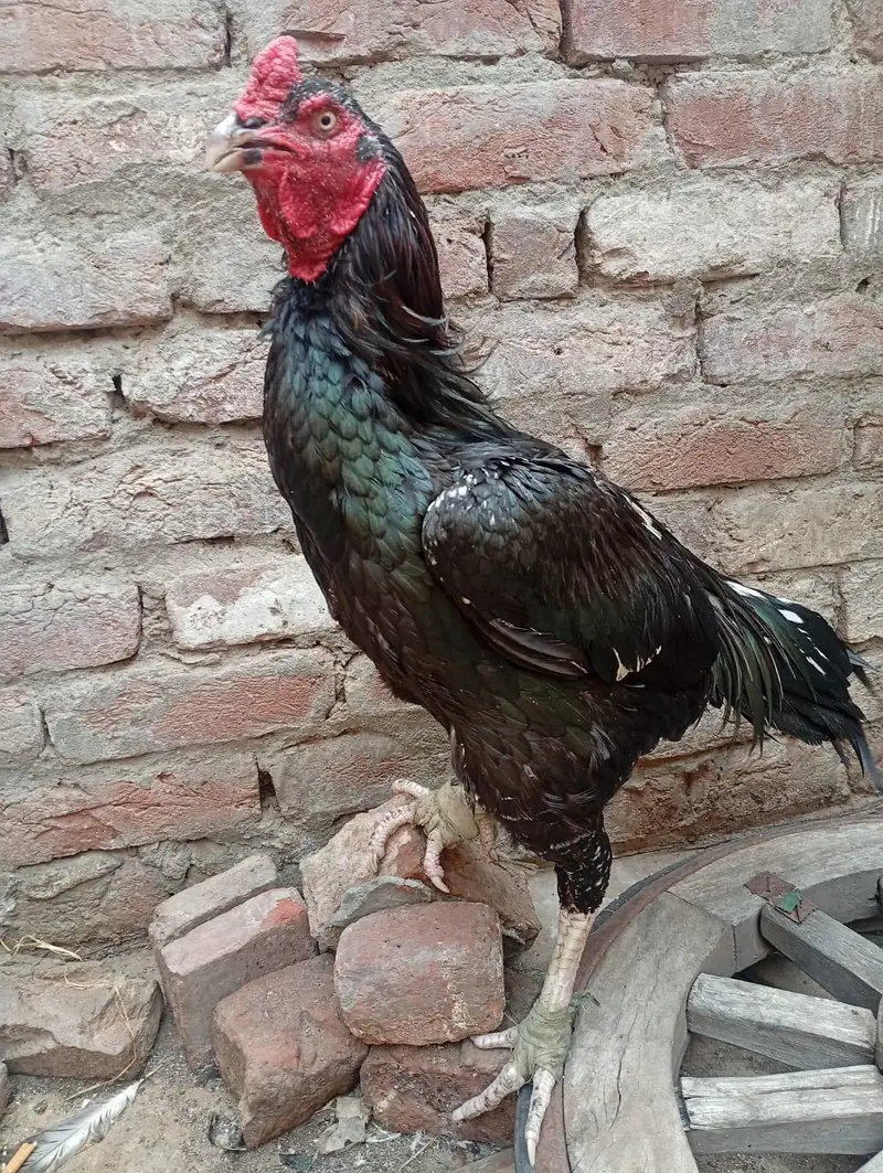 Thai Aseel chicks — photo 8