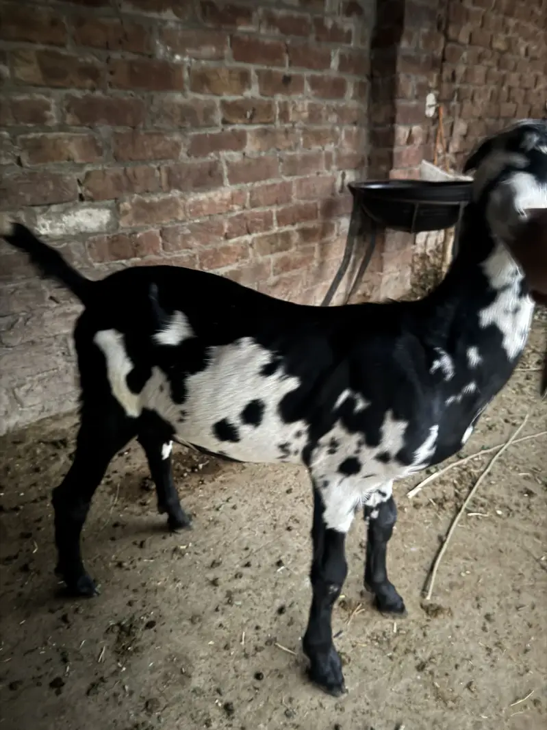 Beetal and desi bakri urgent sale — photo 6