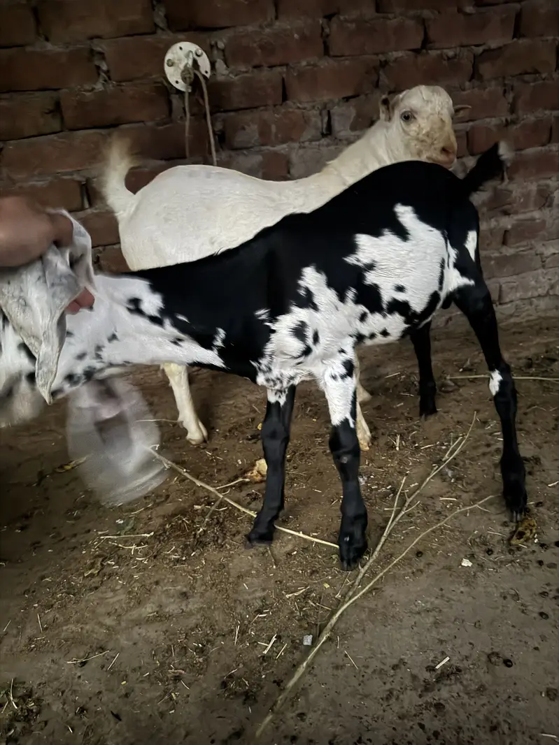 Beetal and desi bakri urgent sale — photo 7