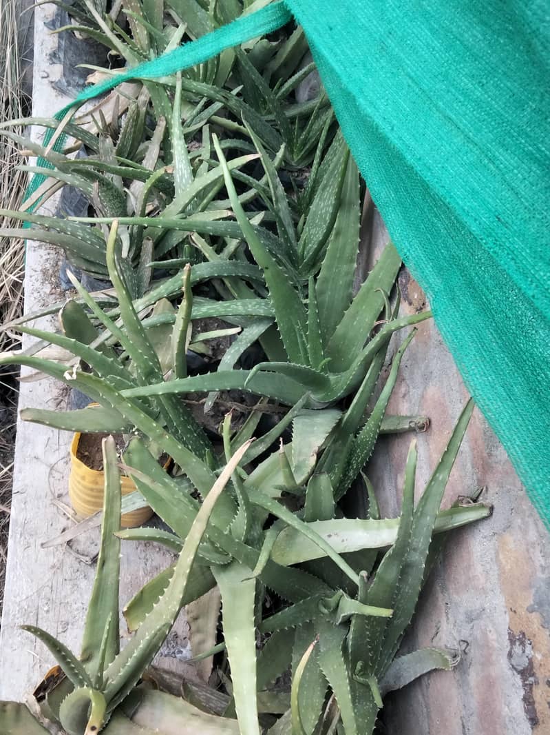 alovera tiny plants 0