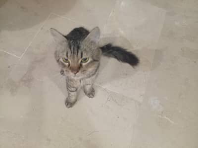Persian cat