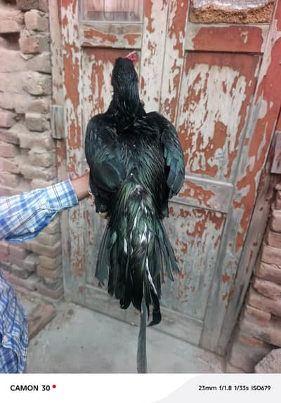 aseel birds
