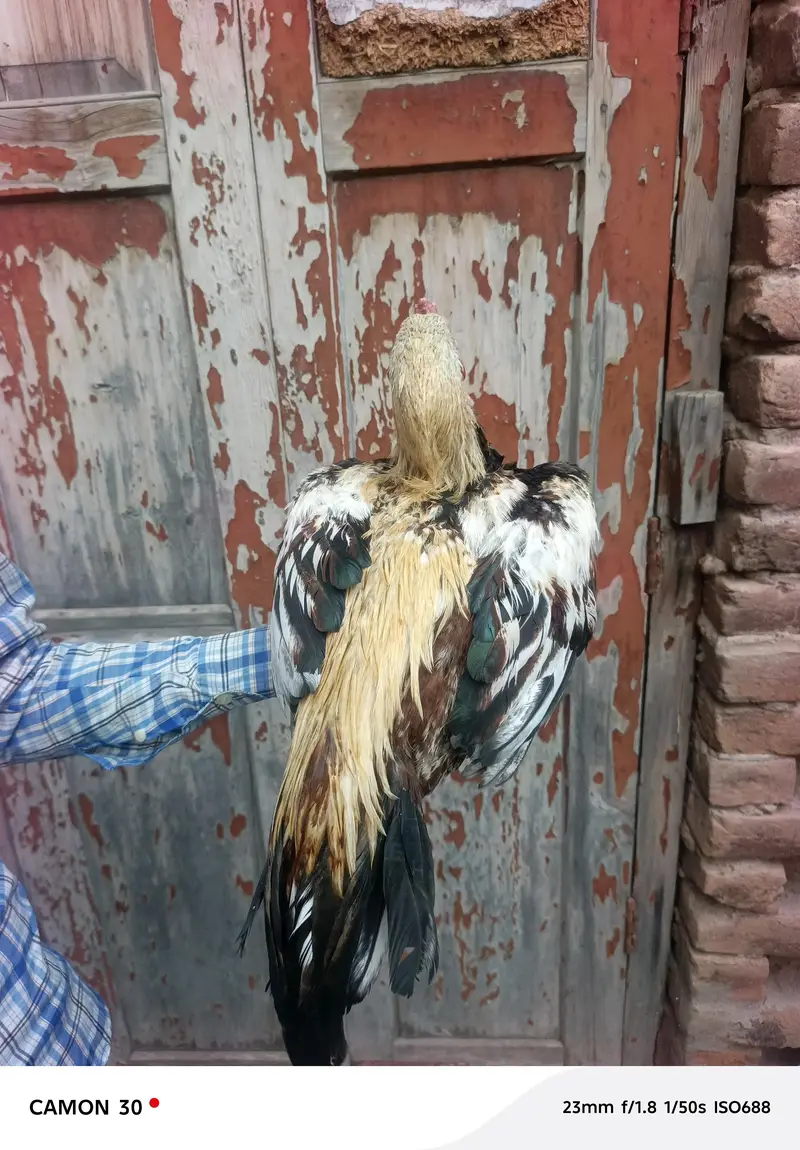 aseel birds — photo 4