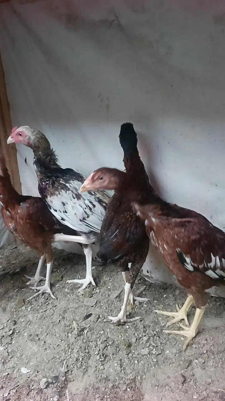 aseel birds — photo 5