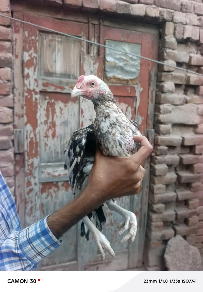 aseel birds — photo 6