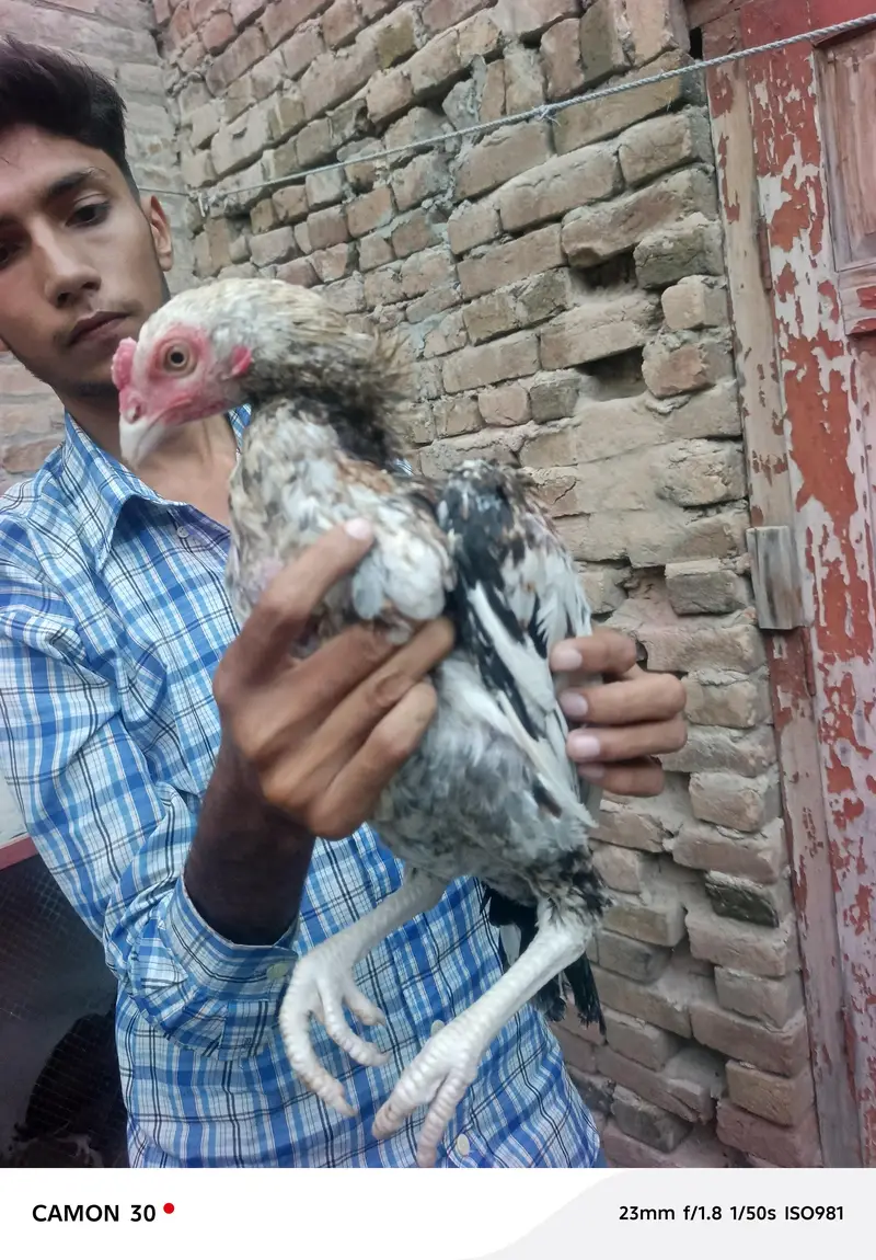 aseel birds — photo 7