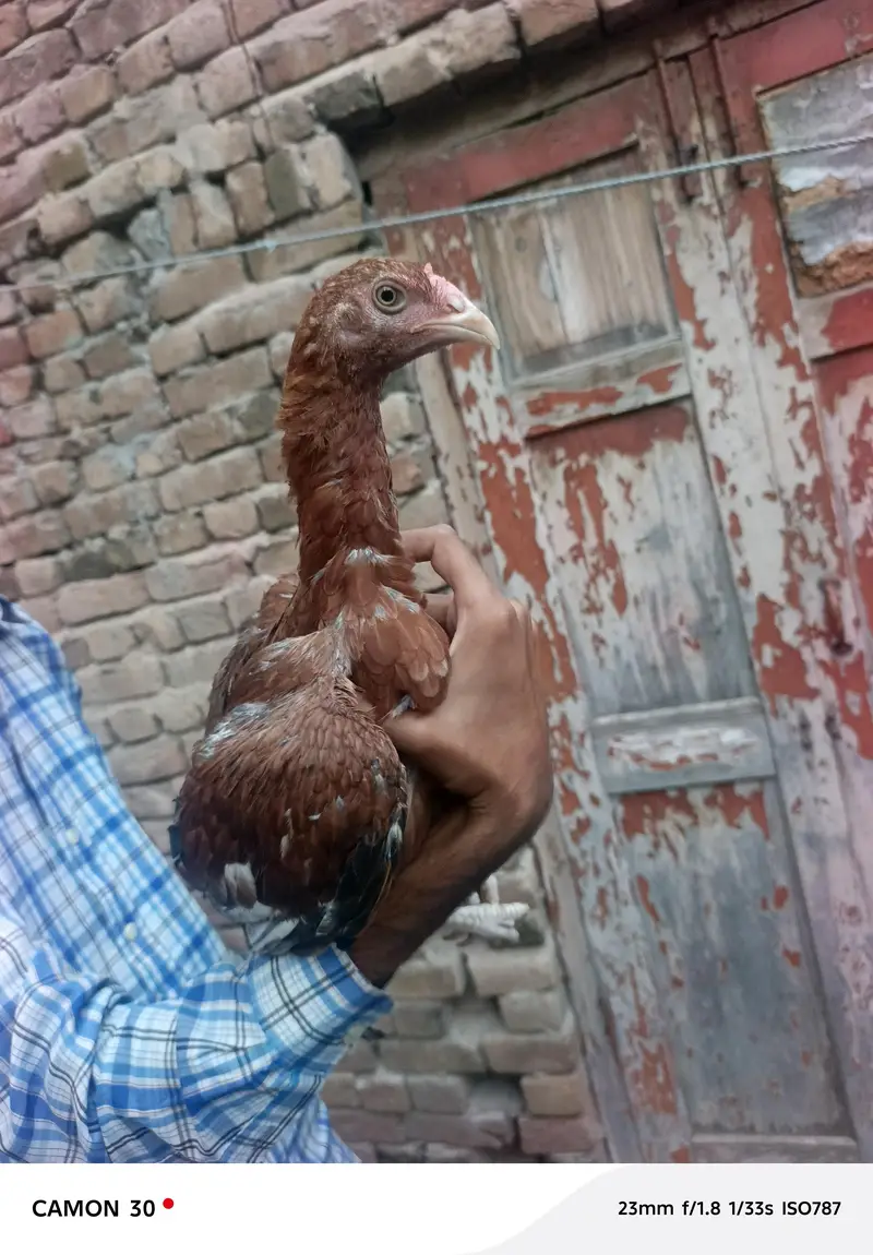 aseel birds — photo 8