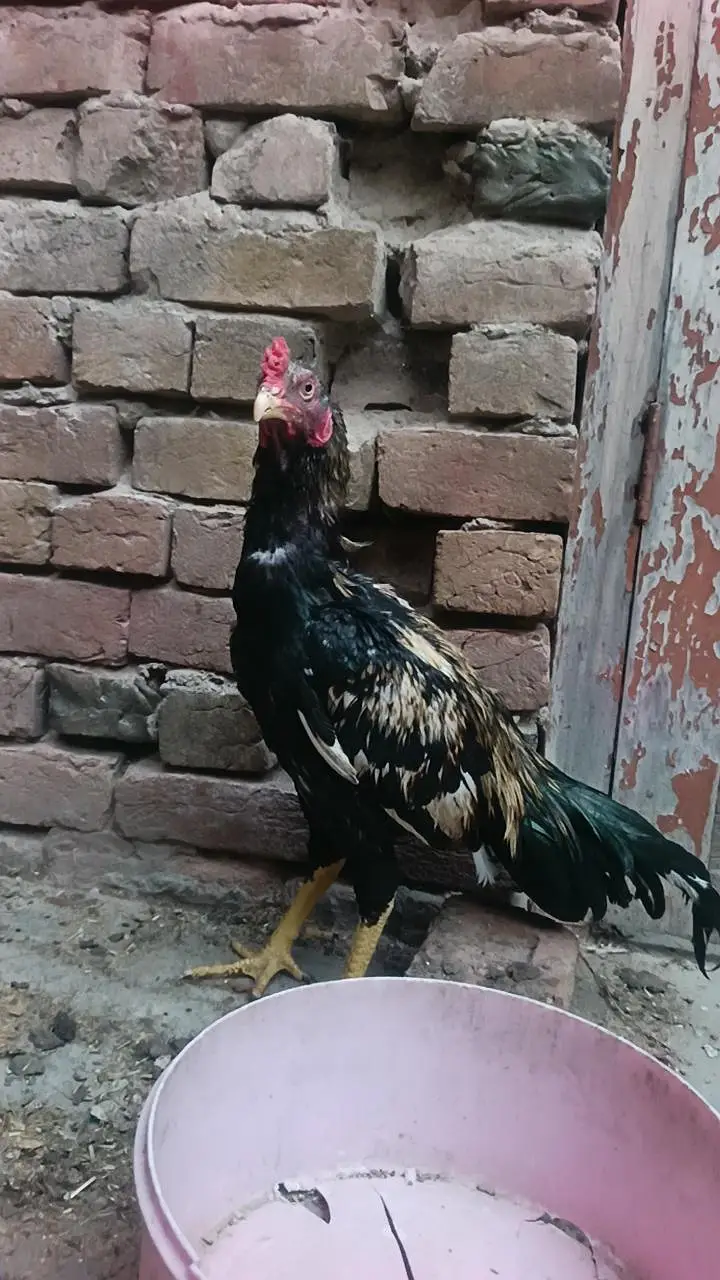 aseel birds — photo 9