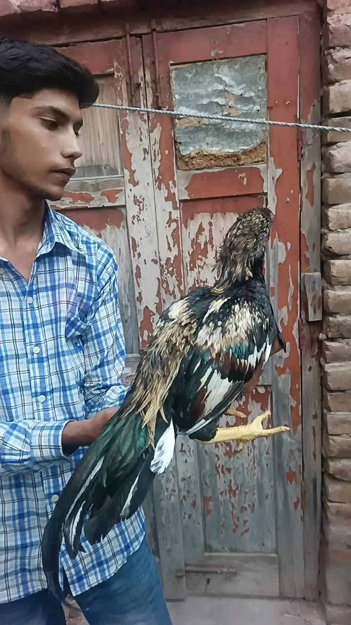aseel birds — photo 10