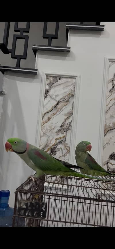Raw Parrot Pair with 2 cages