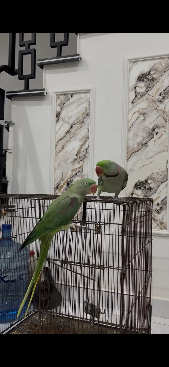 Raw Parrot Pair with 2 cages — photo 2