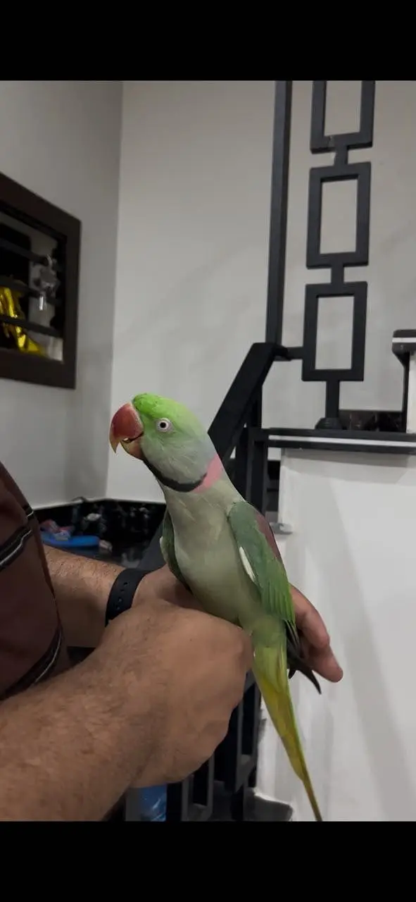 Raw Parrot Pair with 2 cages — photo 3