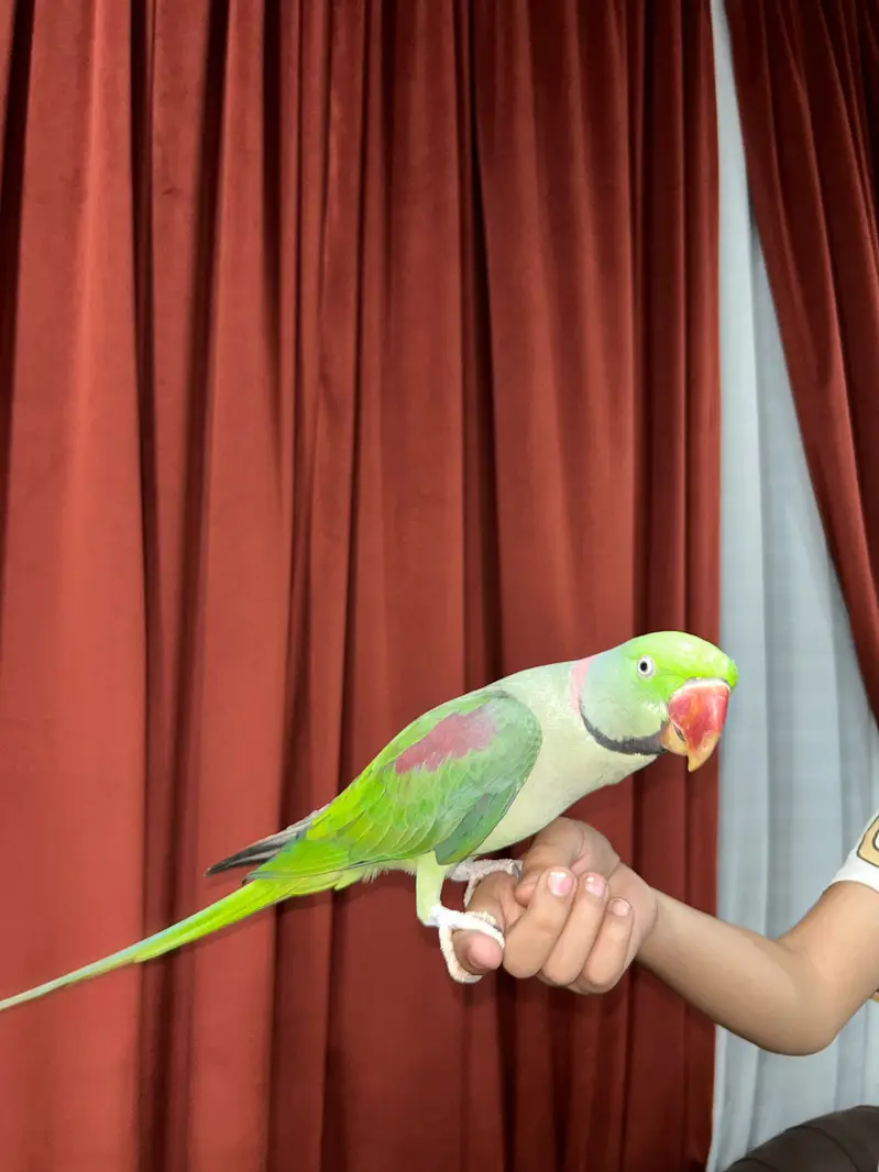 Raw Parrot Pair with 2 cages — photo 4
