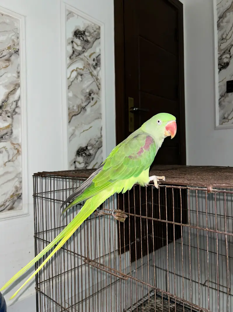 Raw Parrot Pair with 2 cages — photo 5