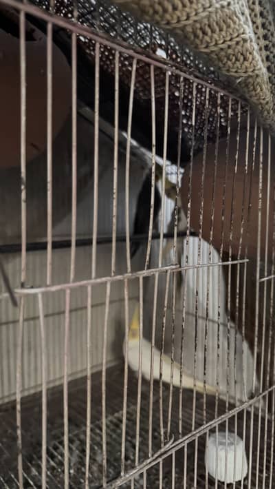 Parrots for sale
