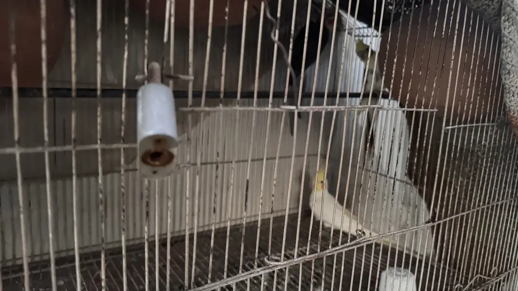 Parrots for sale — photo 2