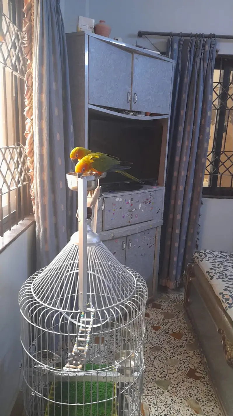 Sun conure | conure male | conure female | sun conure pair — photo 3