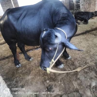 black bull