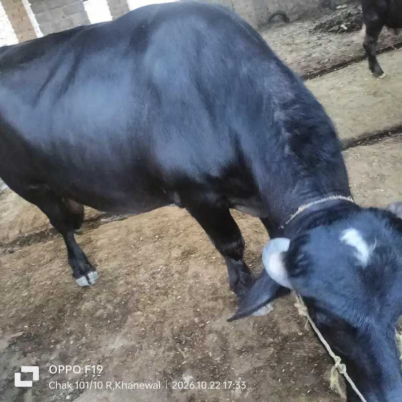 black bull — photo 2